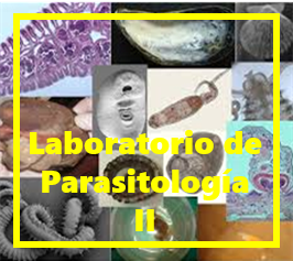 Laboratorio de Parasitología 2